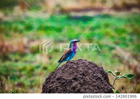 Kenya Photographers By Antony Trivet Photography Kenya Photographers By Antony Trivet Photography 142601906