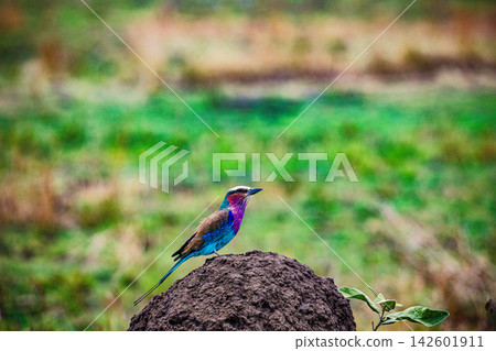 Kenya Photographers By Antony Trivet Photography Kenya Photographers By Antony Trivet Photography 142601911
