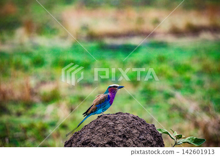 Kenya Photographers By Antony Trivet Photography Kenya Photographers By Antony Trivet Photography 142601913