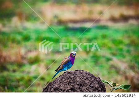 Kenya Photographers By Antony Trivet Photography 142601914