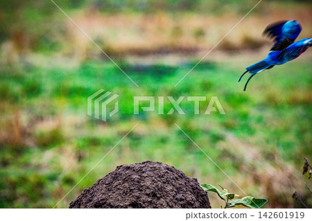 Kenya Photographers By Antony Trivet Photography Kenya Photographers By Antony Trivet Photography 142601919