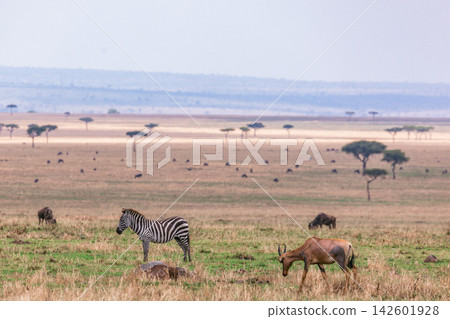 Kenya Photographers By Antony Trivet Photography 142601928