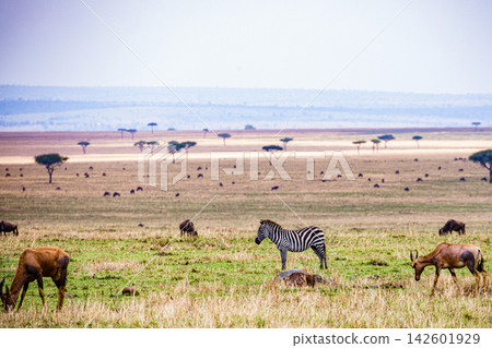 Kenya Photographers By Antony Trivet Photography Kenya Photographers By Antony Trivet Photography 142601929
