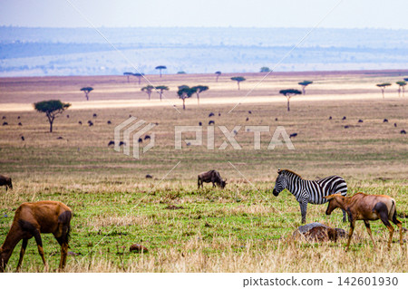 Kenya Photographers By Antony Trivet Photography 142601930