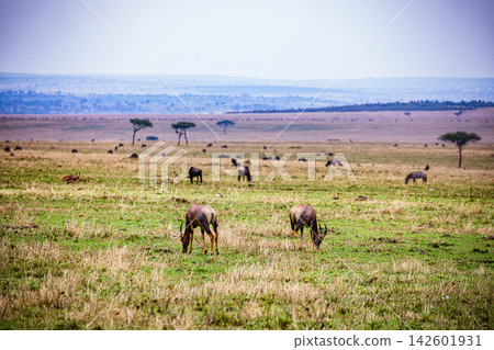 Kenya Photographers By Antony Trivet Photography Kenya Photographers By Antony Trivet Photography 142601931