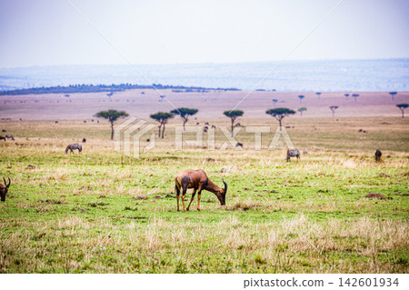 Kenya Photographers By Antony Trivet Photography Kenya Photographers By Antony Trivet Photography 142601934