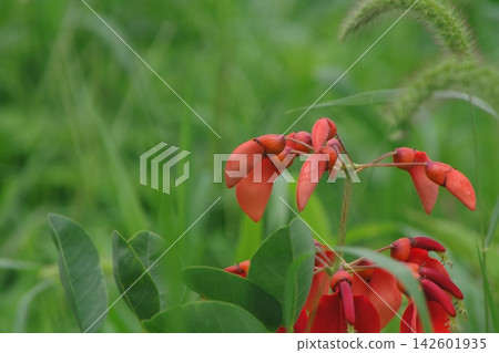 紅花 紅花 142601935