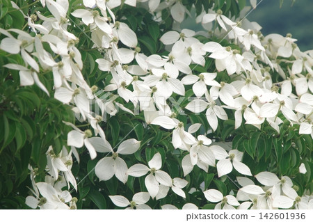 白山山花 白山山花 142601936