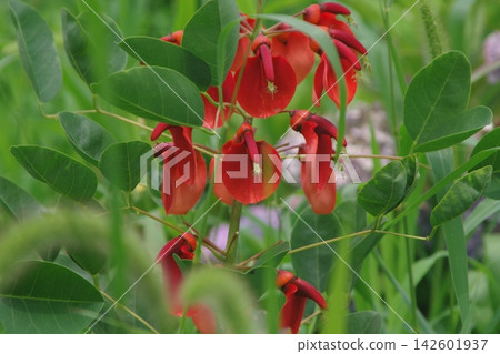 紅花 紅花 142601937