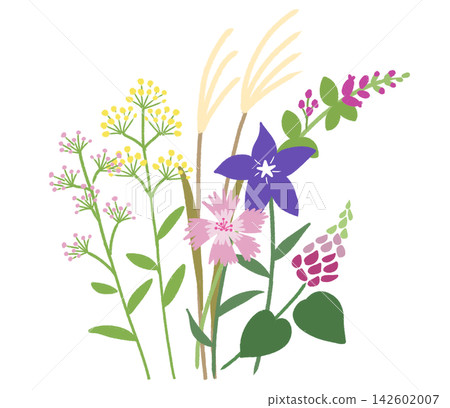 In early autumn, the seven autumn flowers bloom beautifully. 142602007
