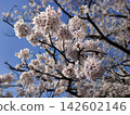 盛開的櫻花花瓣美極了。 142602146