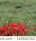 Macro view of a spider lily covered in dewdrops 142602162