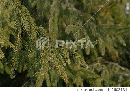 Spruce tree branches with green needles in forest Spruce tree branches with green needles in forest 142602184