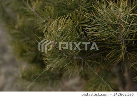 Close up of green pine needles on a coniferous tree branch Close up of green pine needles on a coniferous tree branch 142602186