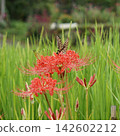A swallowtail butterfly resting on a spider lily (raindrops) 142602212