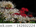 Close-up of a white spider lily (with a red spider lily in the background) 142602224
