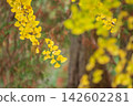 Autumn scenery (ginkgo tree, yellow leaves) 142602281