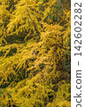Autumn scenery (ginkgo tree, yellow leaves) 142602282