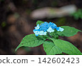 山繡球花 142602423