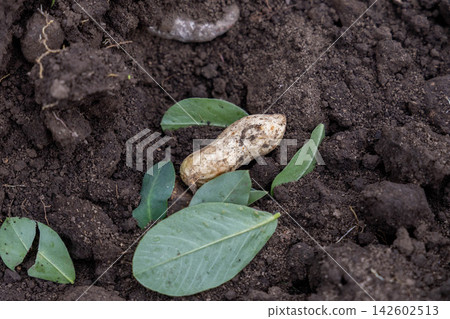 Freshly dug raw peanuts and green leaves placed in a field of black soil. Freshly dug raw peanuts and green leaves placed in a field of black soil. 142602513