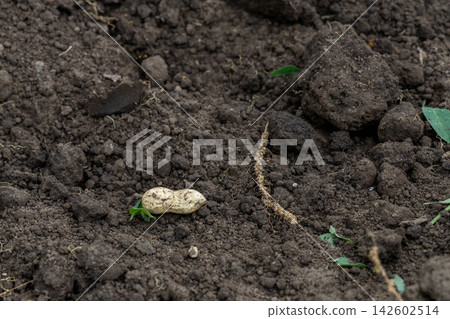 A vast expanse of land with a single peanut in its shell placed in the background – a harvest image. A vast expanse of land with a single peanut in its shell placed in the background – a harvest image. 142602514