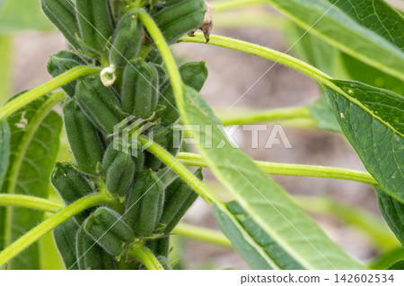 左邊是成熟的芝麻莢，右邊是模糊的綠葉背景。 142602534