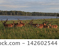 Herd of deer standing on the grassland 142602544
