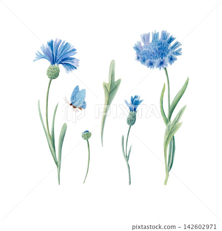 Watercolor hand drawn set of blue cornflowers, buds, stems and butterfly in pastel tones. Botanical isolated illustration Watercolor hand drawn set of blue cornflowers, buds, stems and butterfly in pastel tones. Botanical isolated illustration 142602971