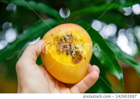 Mango Damaged by Fruit Pests Mango Damaged by Fruit Pests 142603087