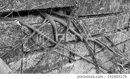 Tree Roots Growing Over Weathered Concrete Block Wall in Black and White Tree Roots Growing Over Weathered Concrete Block Wall in Black and White 142603276
