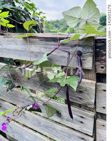 Purple beans growing on a scrap pallet Purple beans growing on a scrap pallet 142603278