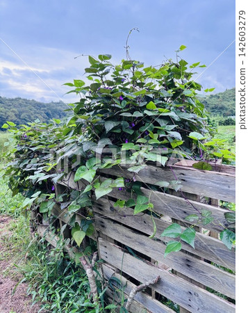 Purple beans entangled in a discarded pallet Purple beans entangled in a discarded pallet 142603279