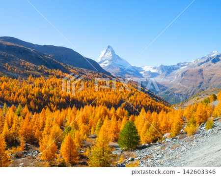 Matterhorn mountain peak rising above a colorful autumn forest in Zermatt, Switzerland. 142603346