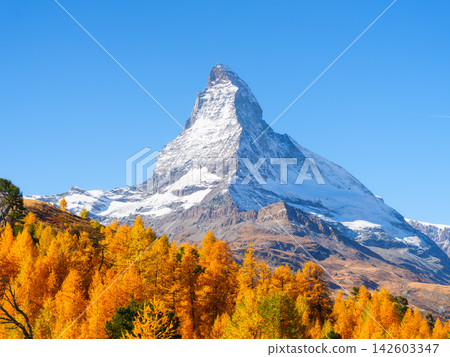 Matterhorn mountain peak rising above a colorful autumn forest in Zermatt, Switzerland. 142603347