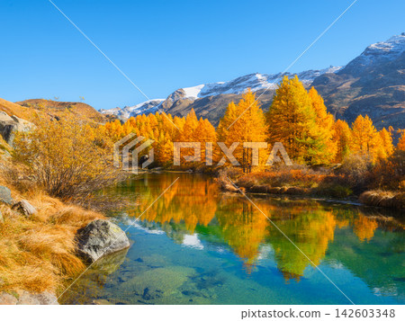 Mountain landscape with a calm lake reflecting autumn trees with colorful fall foliage. Mountain landscape with a calm lake reflecting autumn trees with colorful fall foliage. 142603348