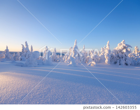 Majestic snowy spruce trees under sunset sky in winter. Majestic snowy spruce trees under sunset sky in winter. 142603355