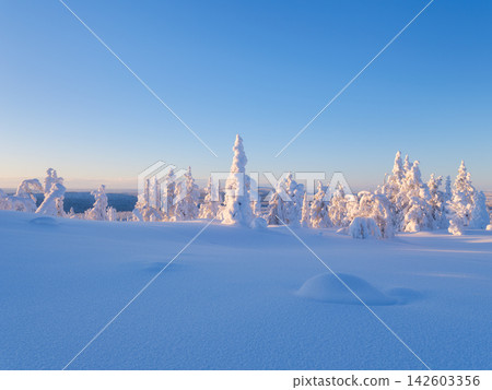 Majestic snowy spruce trees under sunset sky in winter. Serene winter landscape Majestic snowy spruce trees under sunset sky in winter. Serene winter landscape 142603356