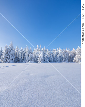 Clear sky over a winter forest with deep snowdrifts and snow-covered fir trees. Clear sky over a winter forest with deep snowdrifts and snow-covered fir trees. 142603357