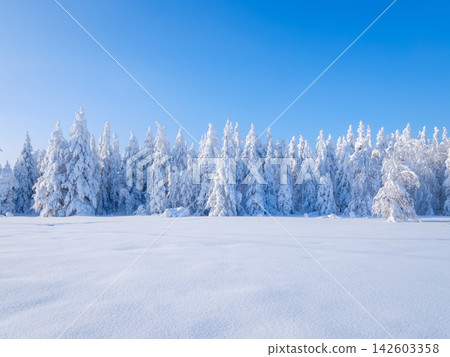 Clear sky over a winter forest with deep snowdrifts and snow-covered fir trees. Clear sky over a winter forest with deep snowdrifts and snow-covered fir trees. 142603358