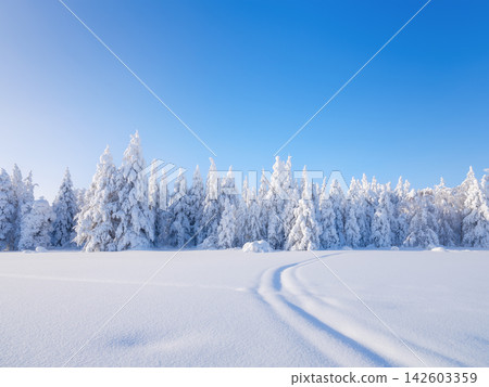 Clear sky over a winter forest with deep snowdrifts and snow-covered fir trees. Clear sky over a winter forest with deep snowdrifts and snow-covered fir trees. 142603359