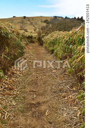 The Izu Ridge Trail on the Izu Peninsula: A ridge trail through bamboo grass from Mt. Goto to the Nishina Pass observation deck. The Izu Ridge Trail on the Izu Peninsula: A ridge trail through bamboo grass from Mt. Goto to the Nishina Pass observation deck. 142603418