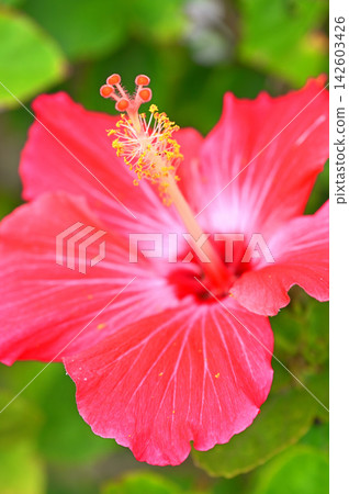 Okinawa Prefecture Hibiscus Okinawa Prefecture Hibiscus 142603426