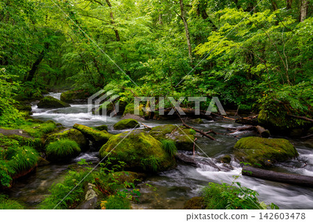 青森縣奧入瀨峽谷的清新綠意和清澈溪水,以及峽谷中長滿青苔的岩石所構成的優美自然風光。 青森縣奧入瀨峽谷的清新綠意和清澈溪水,以及峽谷中長滿青苔的岩石所構成的優美自然風光。 142603478