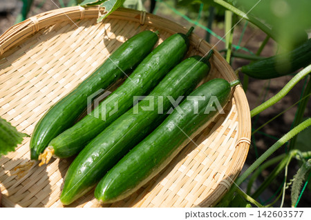 A collection of cucumbers freshly harvested from a home garden (August) - Cucumber cultivation in a home garden A collection of cucumbers freshly harvested from a home garden (August) - Cucumber cultivation in a home garden 142603577