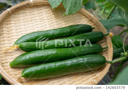 A collection of cucumbers freshly harvested from a home garden (August) - Cucumber cultivation in a home garden A collection of cucumbers freshly harvested from a home garden (August) - Cucumber cultivation in a home garden 142603579