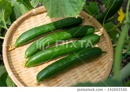 A collection of cucumbers freshly harvested from a home garden (August) - Cucumber cultivation in a home garden A collection of cucumbers freshly harvested from a home garden (August) - Cucumber cultivation in a home garden 142603580