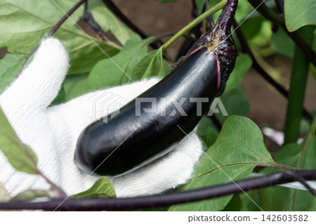 一名男子手捧自家菜園即將成熟的茄子(八月)茄子採摘 一名男子手捧自家菜園即將成熟的茄子(八月)茄子採摘 142603582
