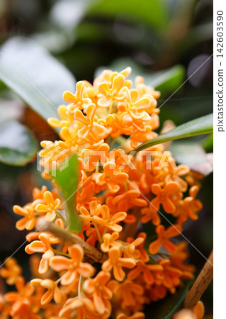 秋季,芬芳的桂花盛開,空氣中瀰漫著淡淡的香氣。 秋季,芬芳的桂花盛開,空氣中瀰漫著淡淡的香氣。 142603590