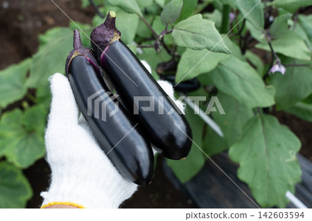 一名男子在自家花園採摘茄子（八月）。 142603594