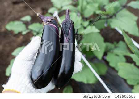 一名男子在自家花園採摘茄子(八月)。 一名男子在自家花園採摘茄子(八月)。 142603595